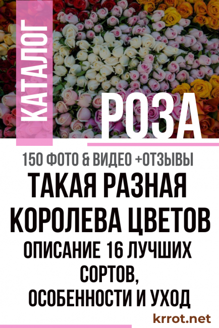 variétés de roses photo et description