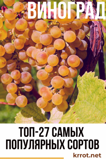 Description des raisins des variétés