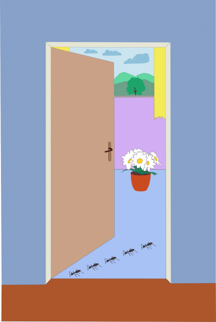 Les fourmis vont à la maison