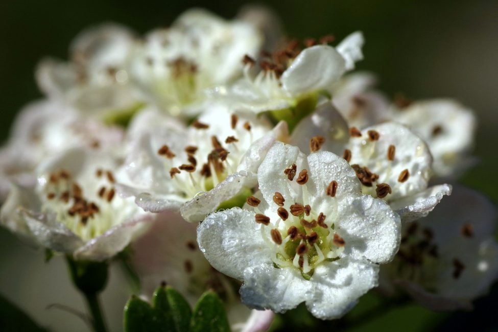 fleurs d'aubépine
