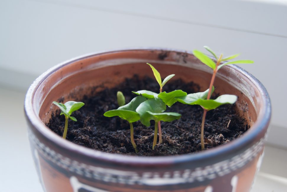 jeunes pousses de grenade