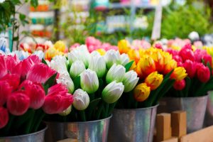 Comment faire pousser des tulipes d