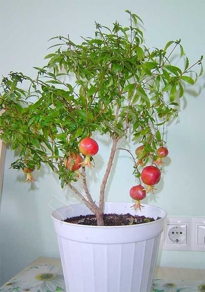 variété de grenade nana