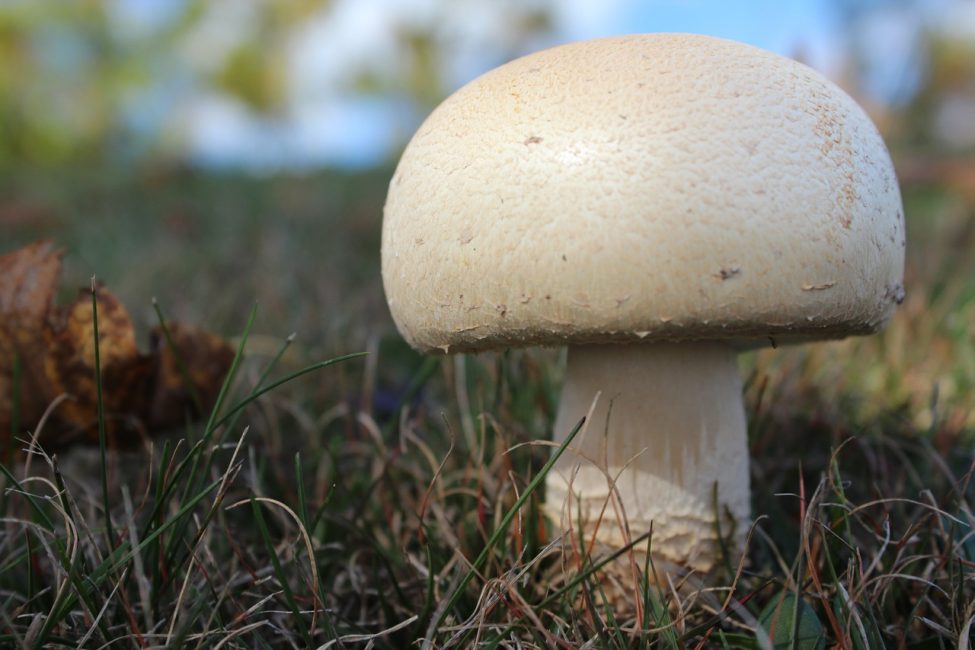 champignon des champs