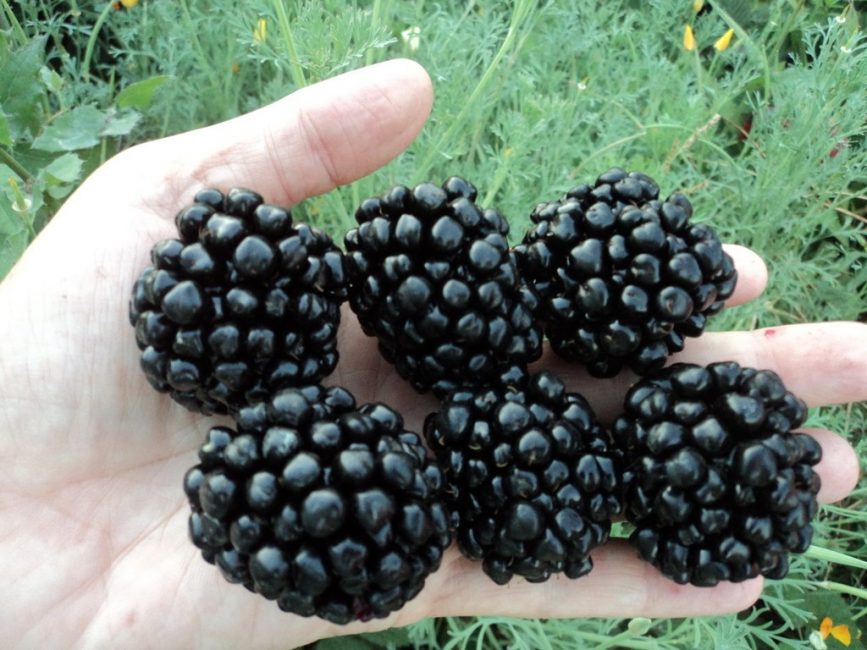 Variété de mûre Kiova