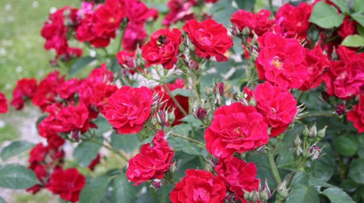 roses floribunda