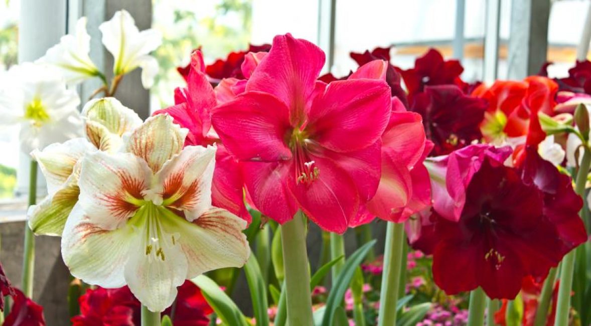 Hybride d'Hippeastrum