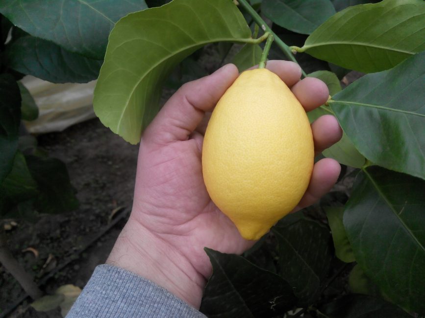 limoncello à la maison