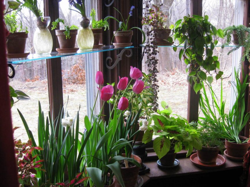 Tulipes sur le rebord de la fenêtre