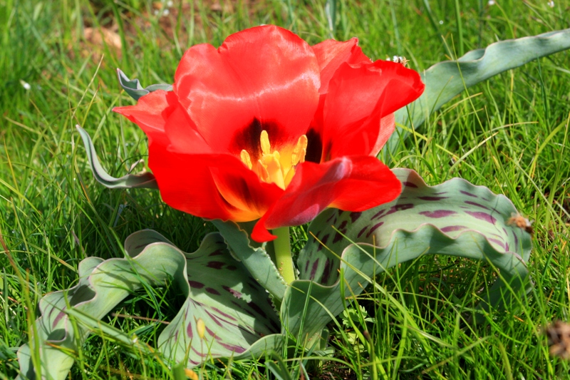 Tulipe Greiga