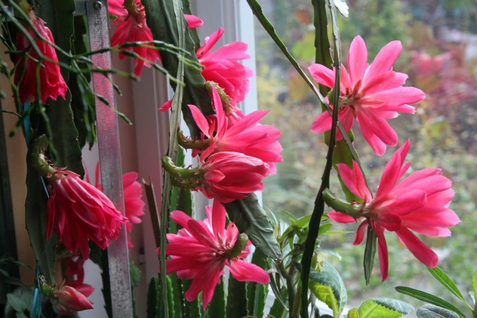 Epiphyllum de cactus de forêt avec des fleurs.