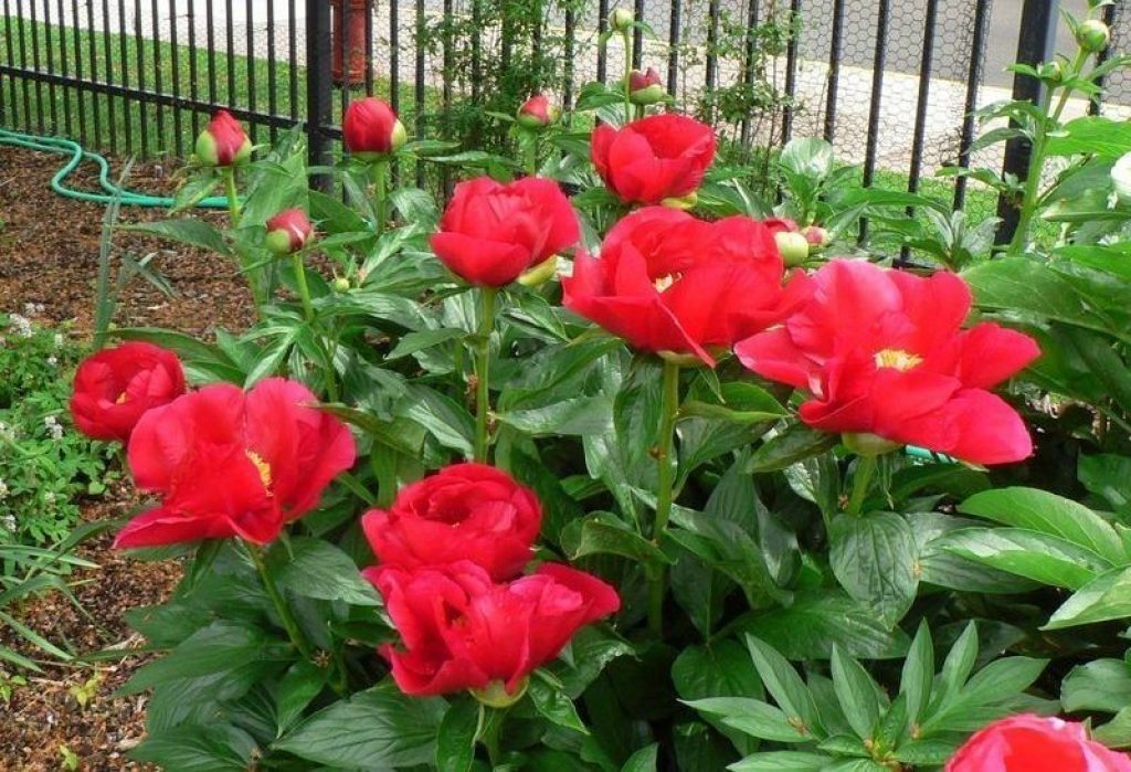 Variété de pivoine d'Amérique