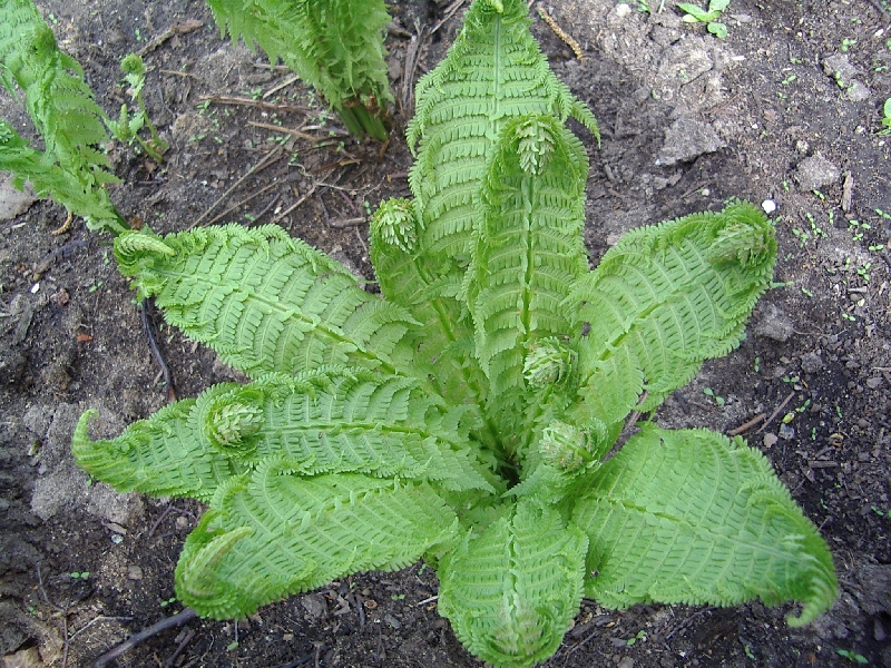 Frondes croissantes d'une fougère d'autruche