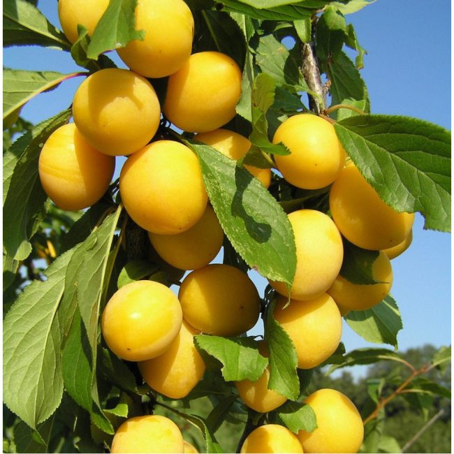 variété de prune Matin