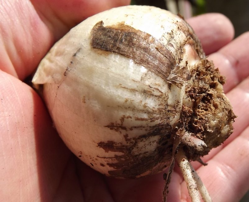 Bulbe d'hippeastrum sain