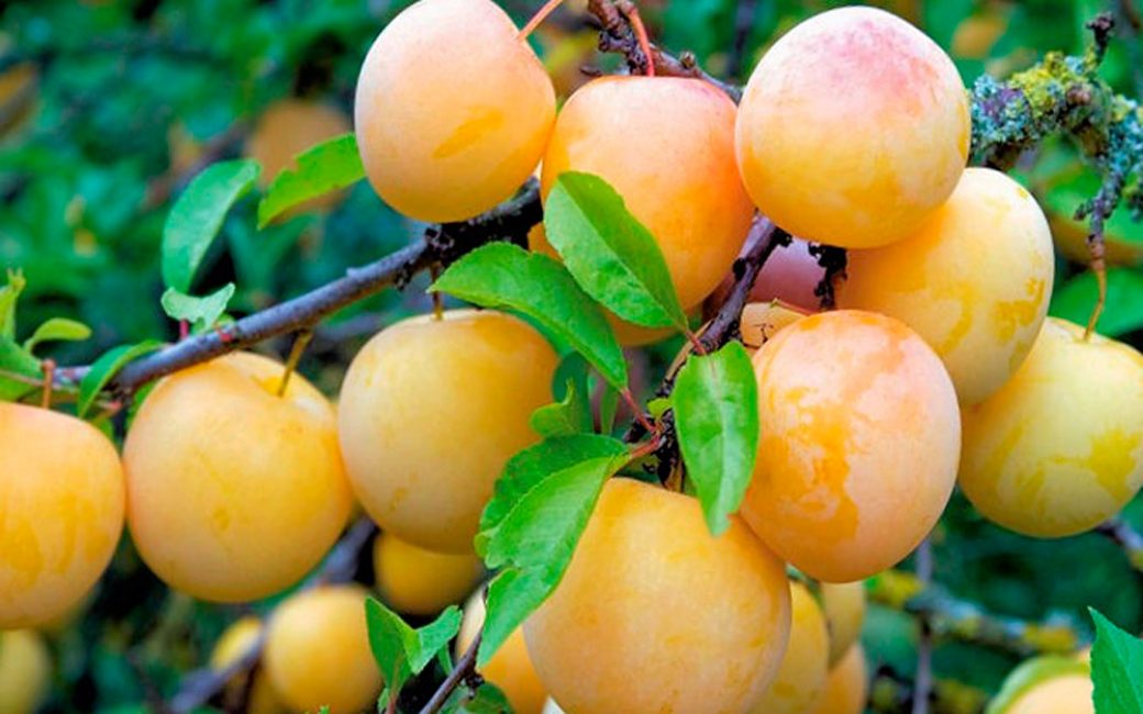variété de prune luciole