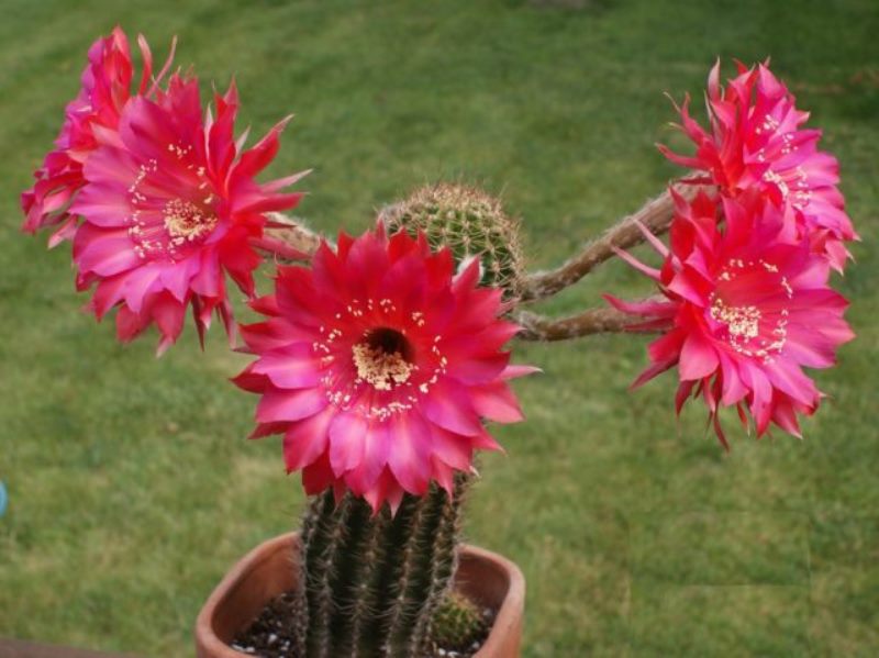 Échinopsis