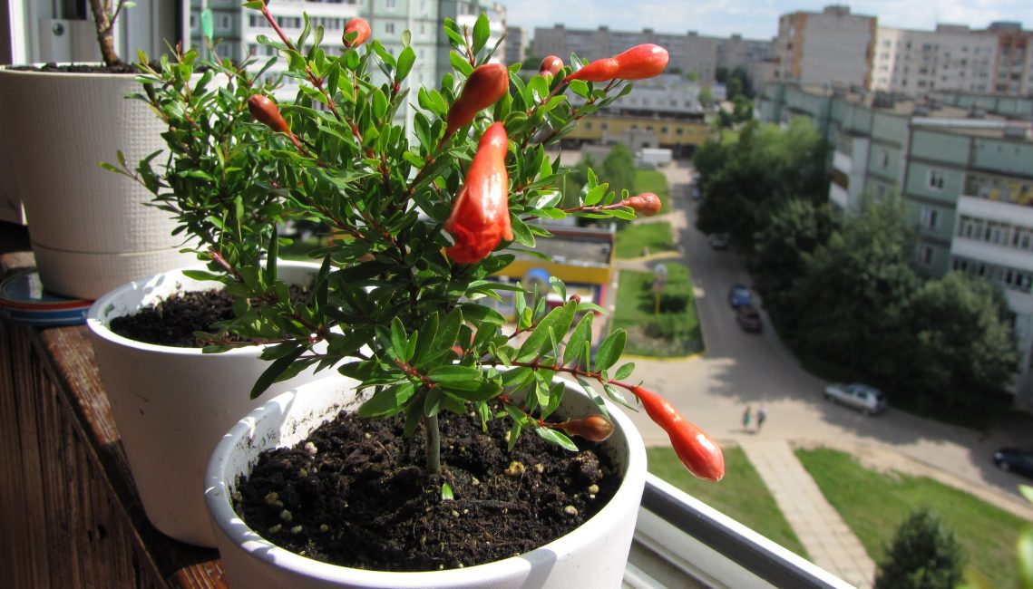 Le sol pour la grenade doit être léger et fertile.