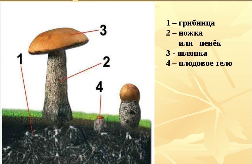 La structure du champignon de chapeau