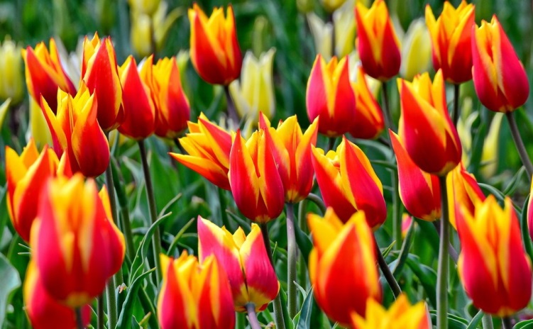 Défilé des variétés de tulipes