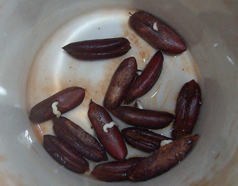 Graines de dattes germées