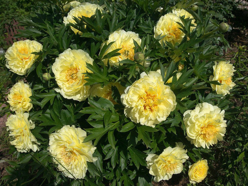 Bartzella variété de pivoines