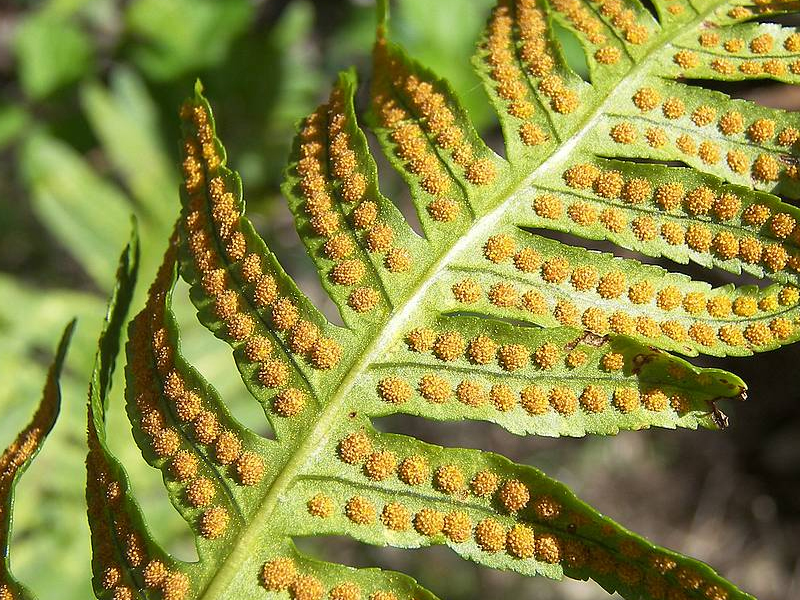 Sporanges de fougère Nephrolepis