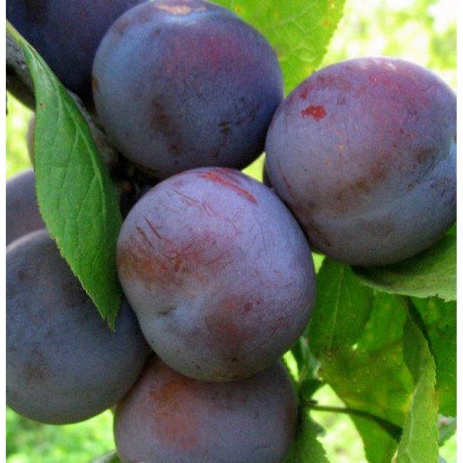 variété de prune soviétique