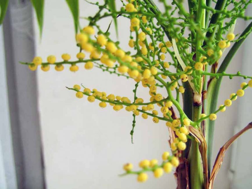 Chamedorea en fleurs