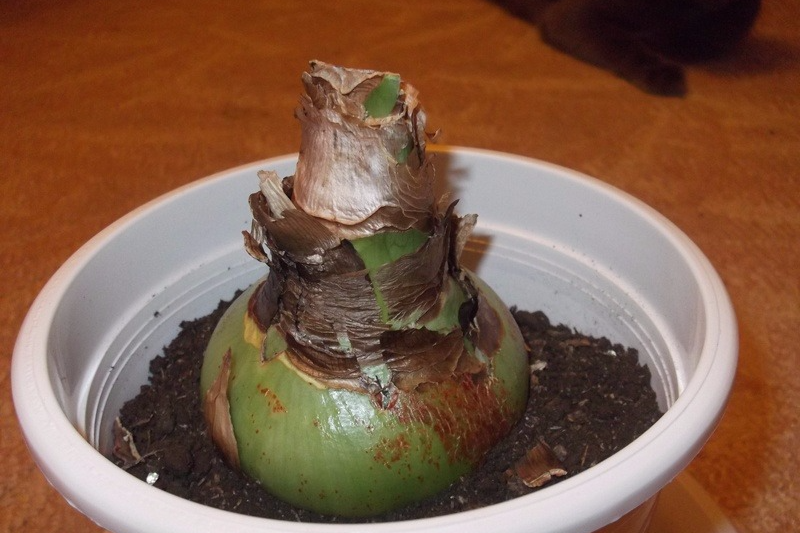 bulbe d'hippeastrum planté