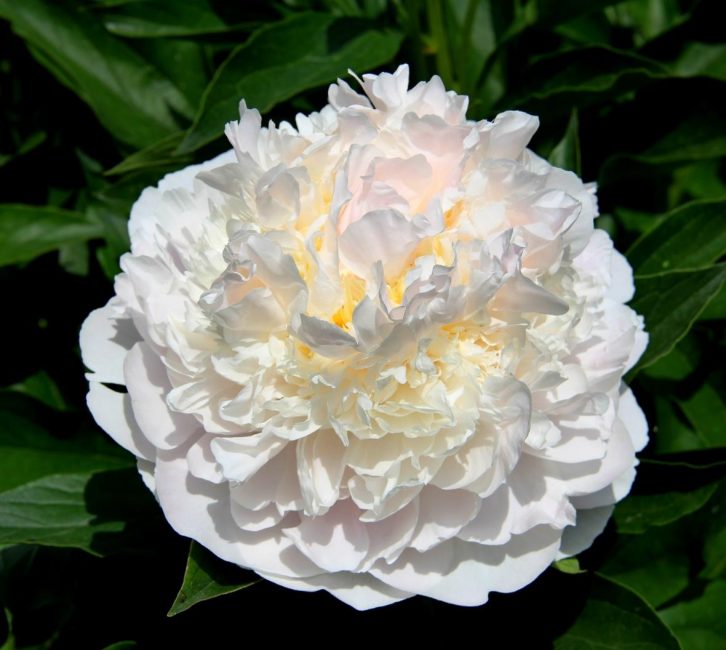 Variété de pivoine reine fard à joues