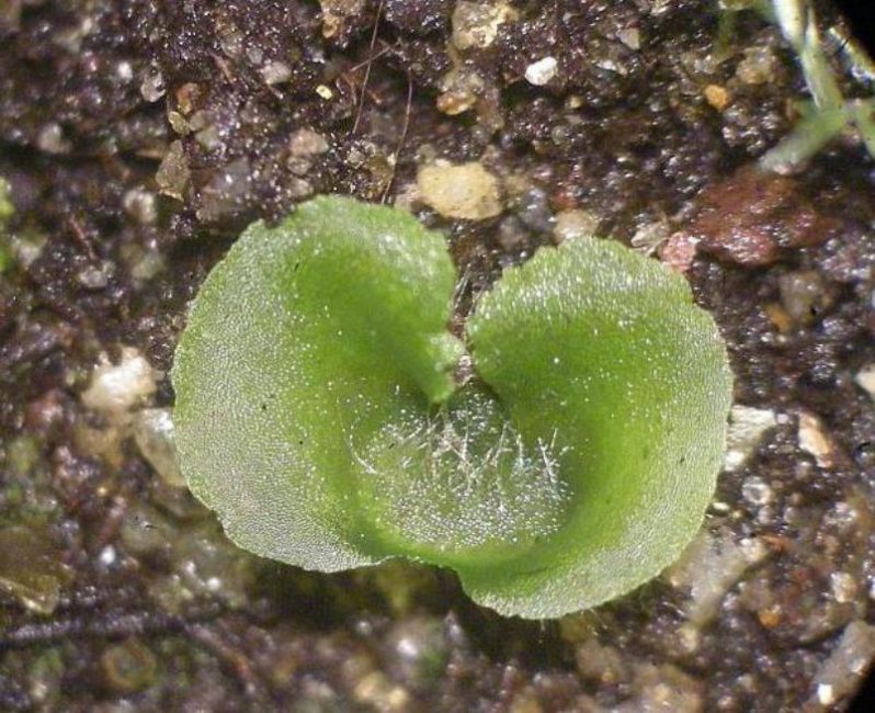 Gamétophyte ou pousse de fougère nephrolepis; taille 3-4 mm.