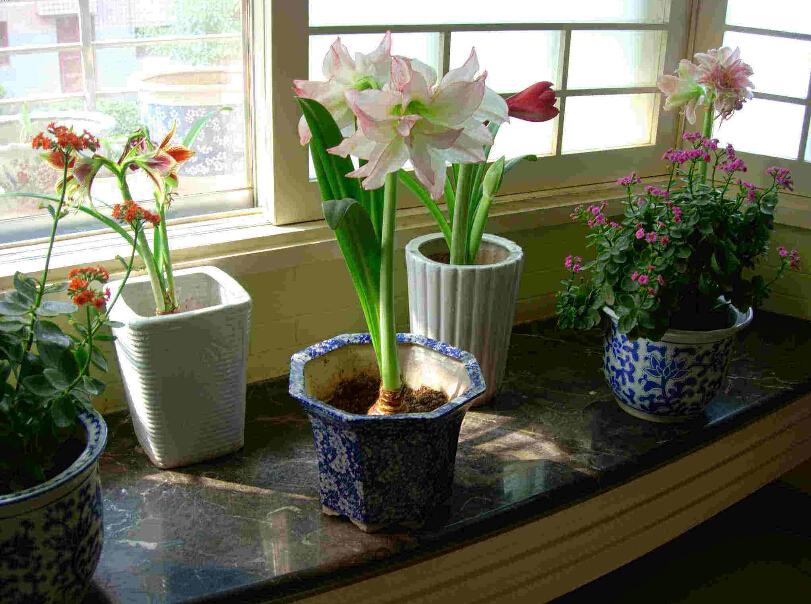 Hippeastrum sur une fenêtre avec ombrage