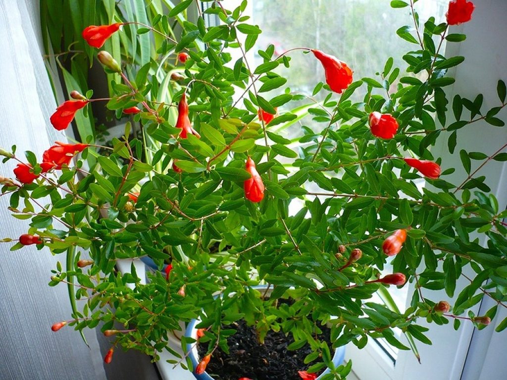 La grenade est exigeante en éclairage