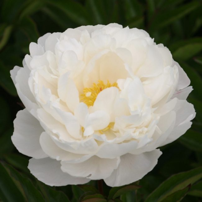 Gardenia variété de pivoines