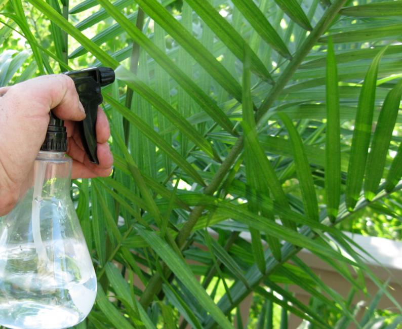 Pulvériser des feuilles de palmier nain