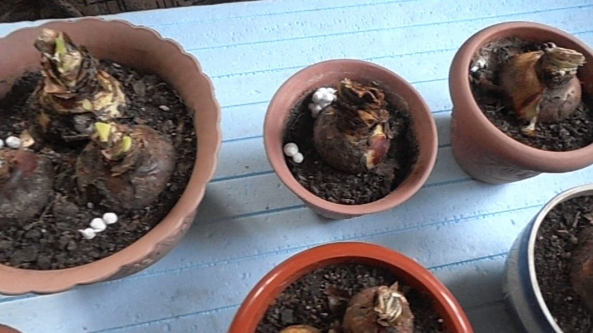 Hippeastrum en hibernation