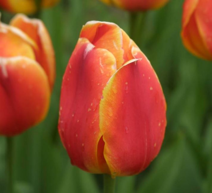 scaborough néerlandais