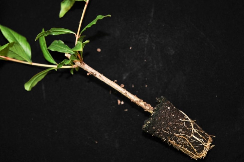 Système racinaire sain de grenade