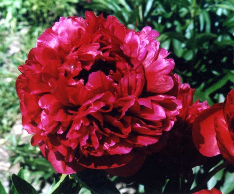 Variété de pivoines Henry Boxtos