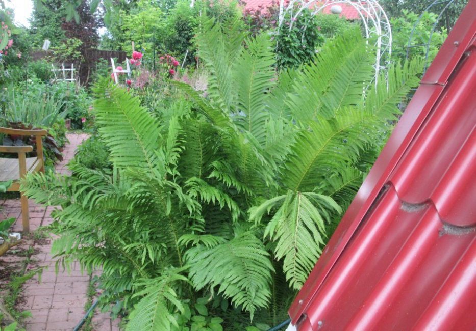 jardin fougère maidenhair