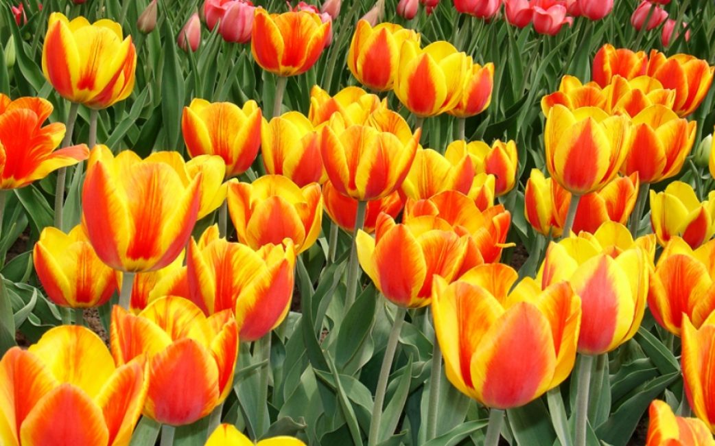 Variété de tulipe Apeldoorn elite