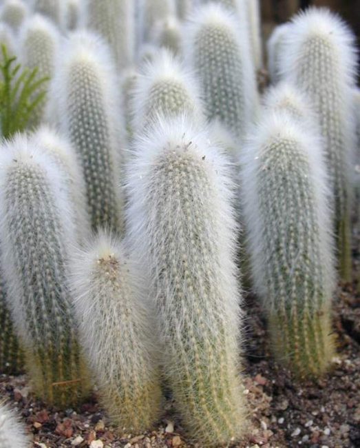 Cleistocactus 1,5 ans