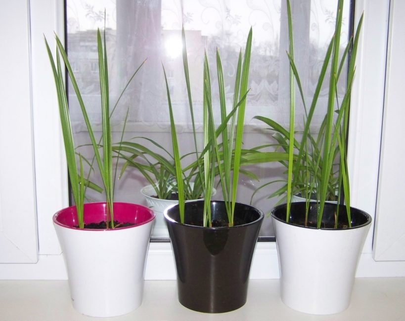 Palmier dattier dans les premières années de la vie