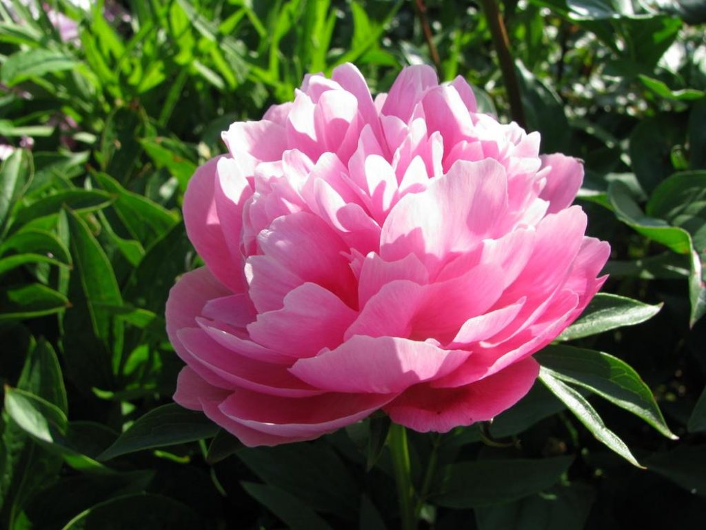 Joker variété de pivoines