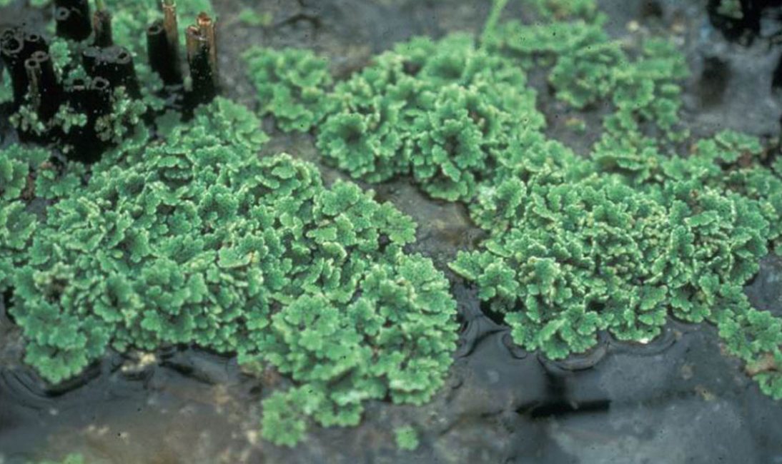 Fougère d'eau Azolla