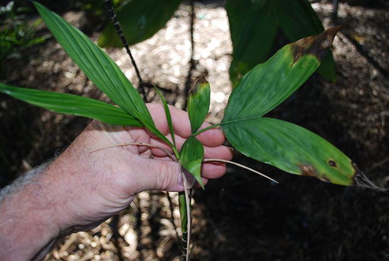 Taches de coup de soleil sur hamedorea