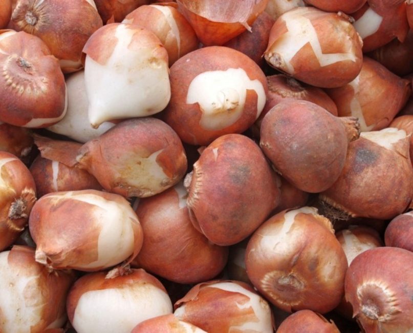 L'aspect des bulbes après préparation