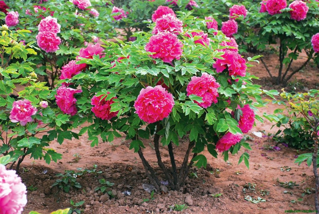 Variétés d'arbres de pivoines