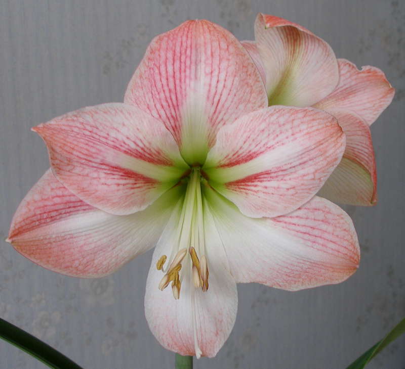 Variété Fleur de pommier